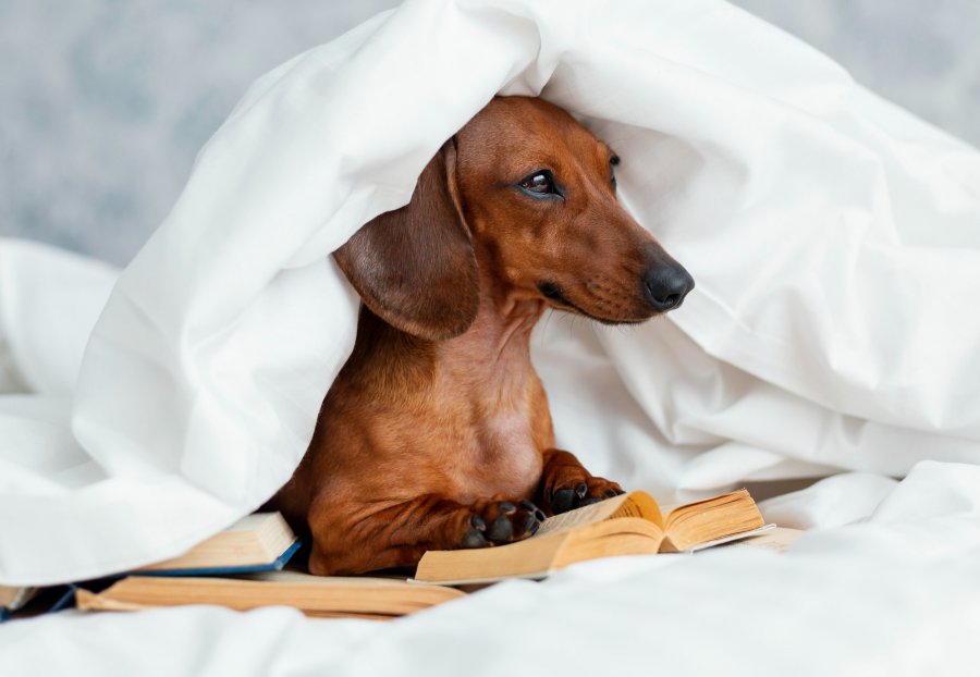 Huisdieren in bed