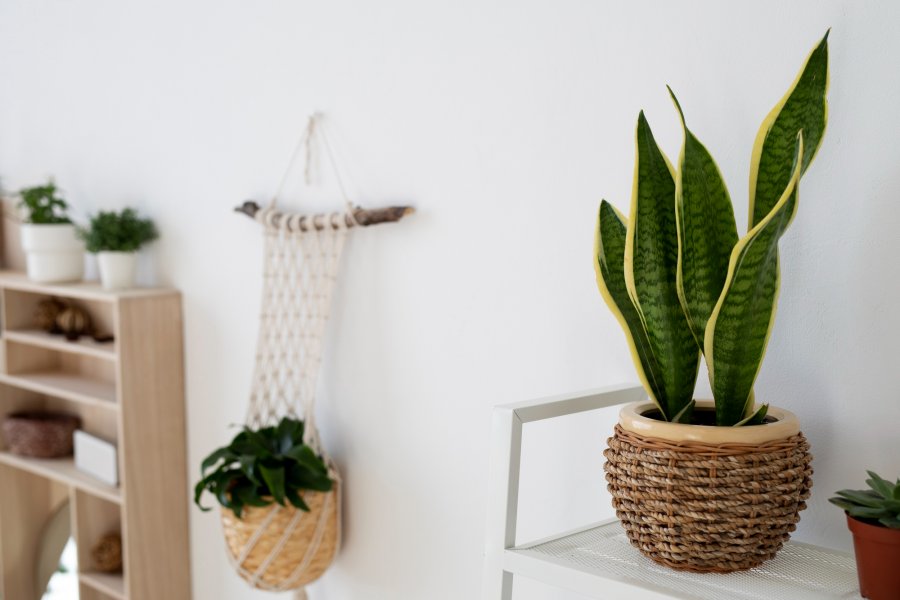 Slaapkamer planten